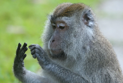 Monkey appears to be using its fingers to count